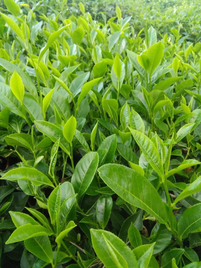 Orion County Hotel Vagamon Luaran gambar